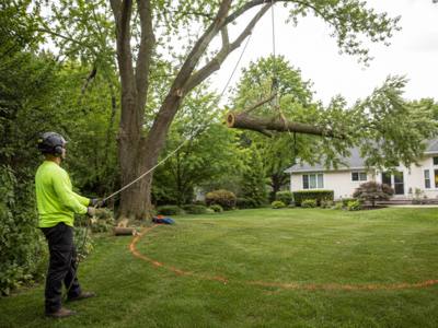 Cut branch being lowered on a rope during a pruning job