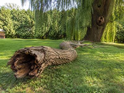 A hollow section of a dead branch after removal