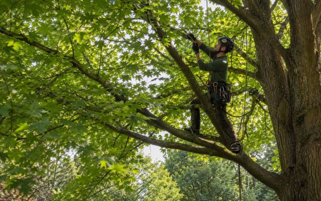Climber standing on a limb while thinning the crown