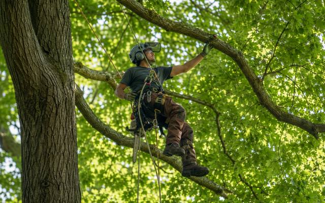 Technician in harness positioned high in the canopy for a cabling job