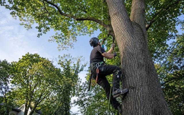 Climber working through a mature tree's upper canopy